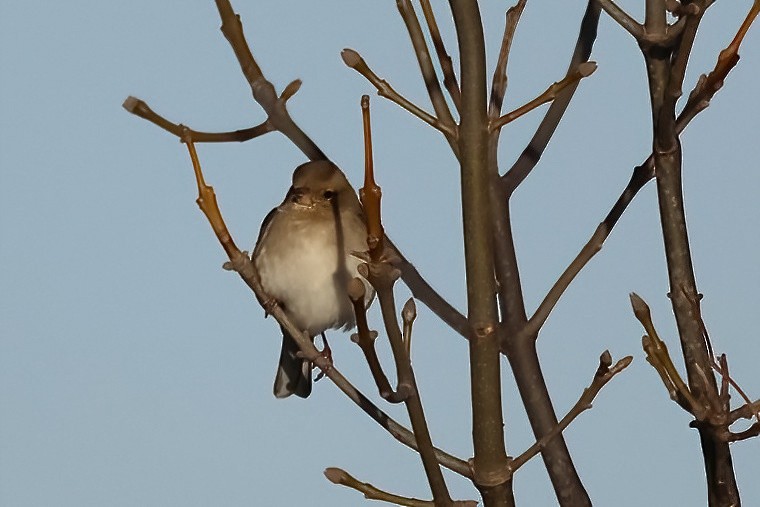 Fauvette mélanocéphale - ML646104642