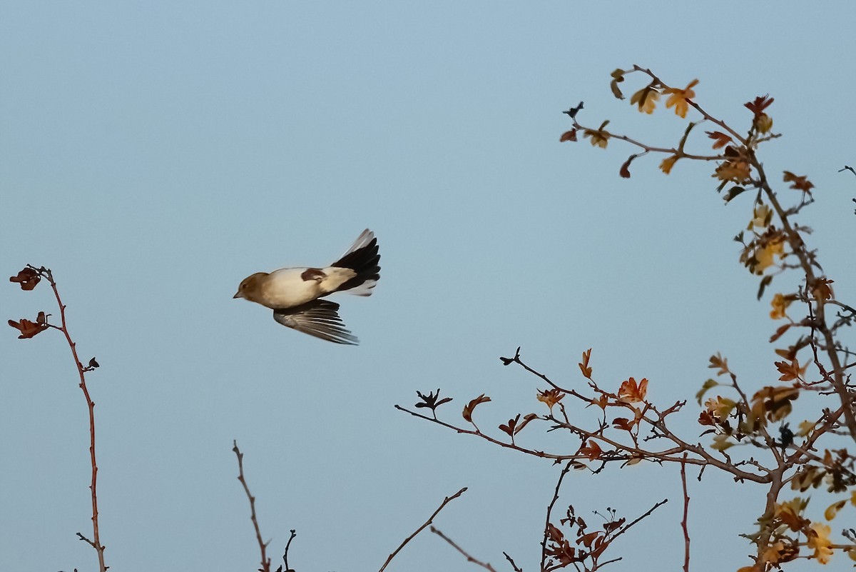 Fauvette mélanocéphale - ML646104643