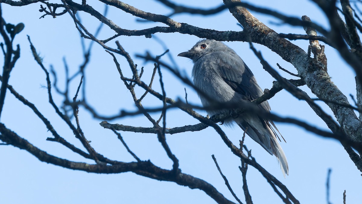 Ashy Drongo - ML646104645