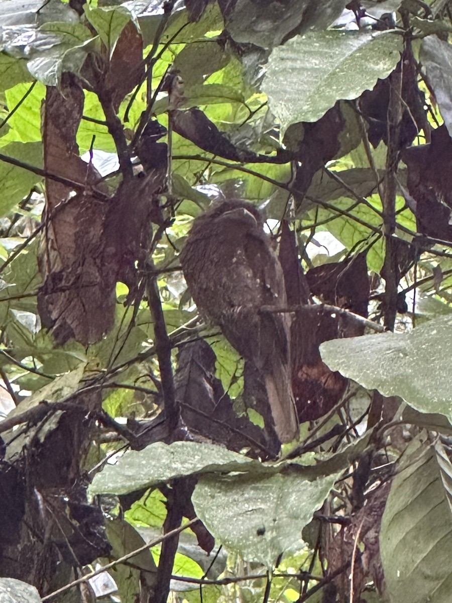 Sri Lanka Frogmouth - ML646104654