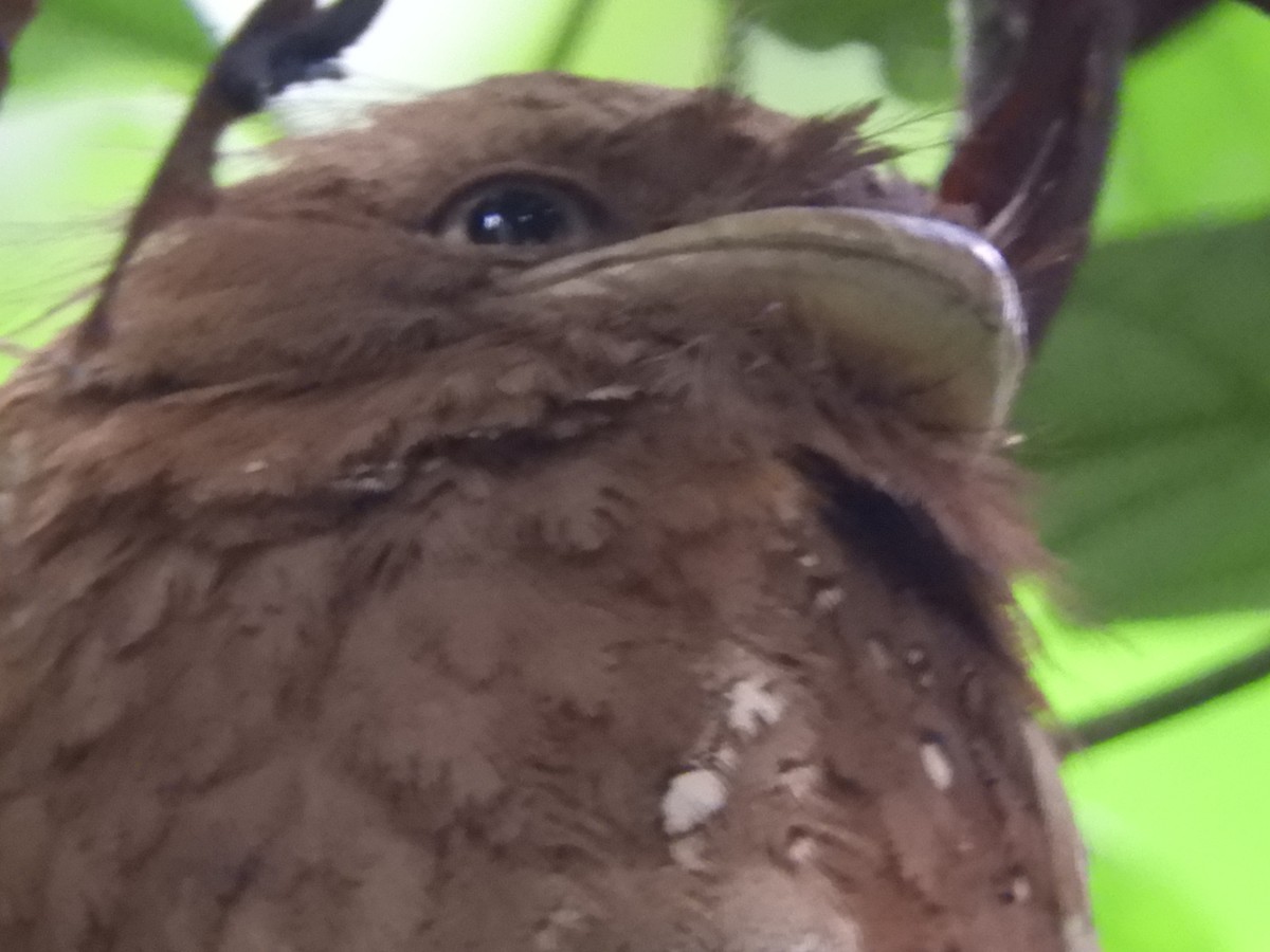 Sri Lanka Frogmouth - ML646104655