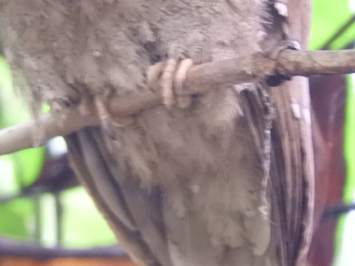 Sri Lanka Frogmouth - ML646104656