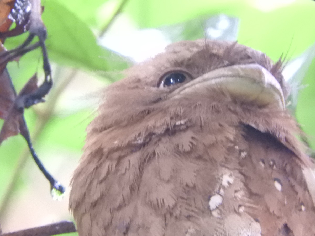 Sri Lanka Frogmouth - ML646104657