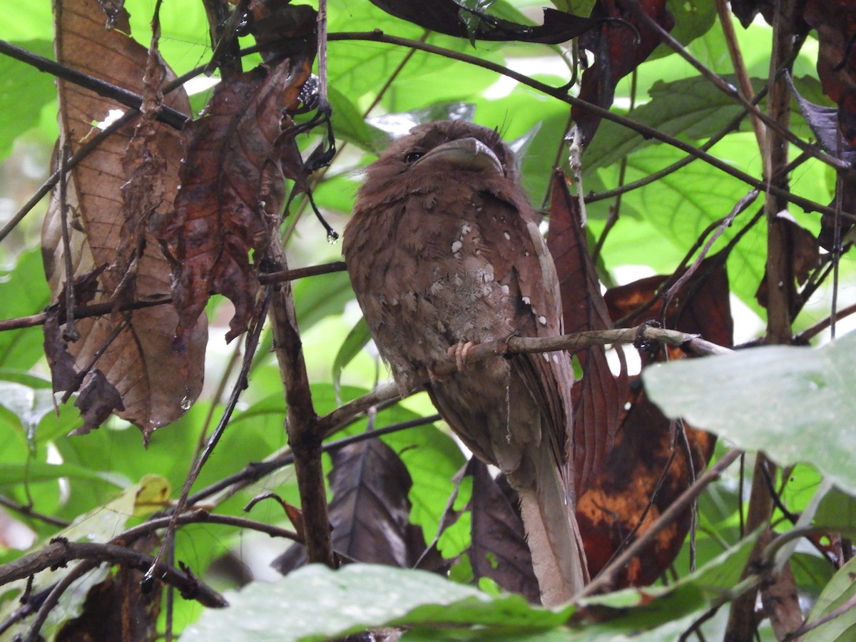 Sri Lanka Frogmouth - ML646104658