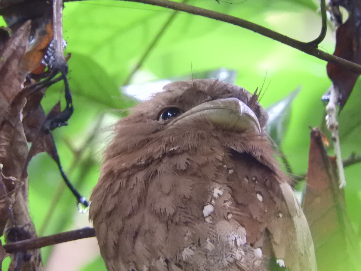 Sri Lanka Frogmouth - ML646104659
