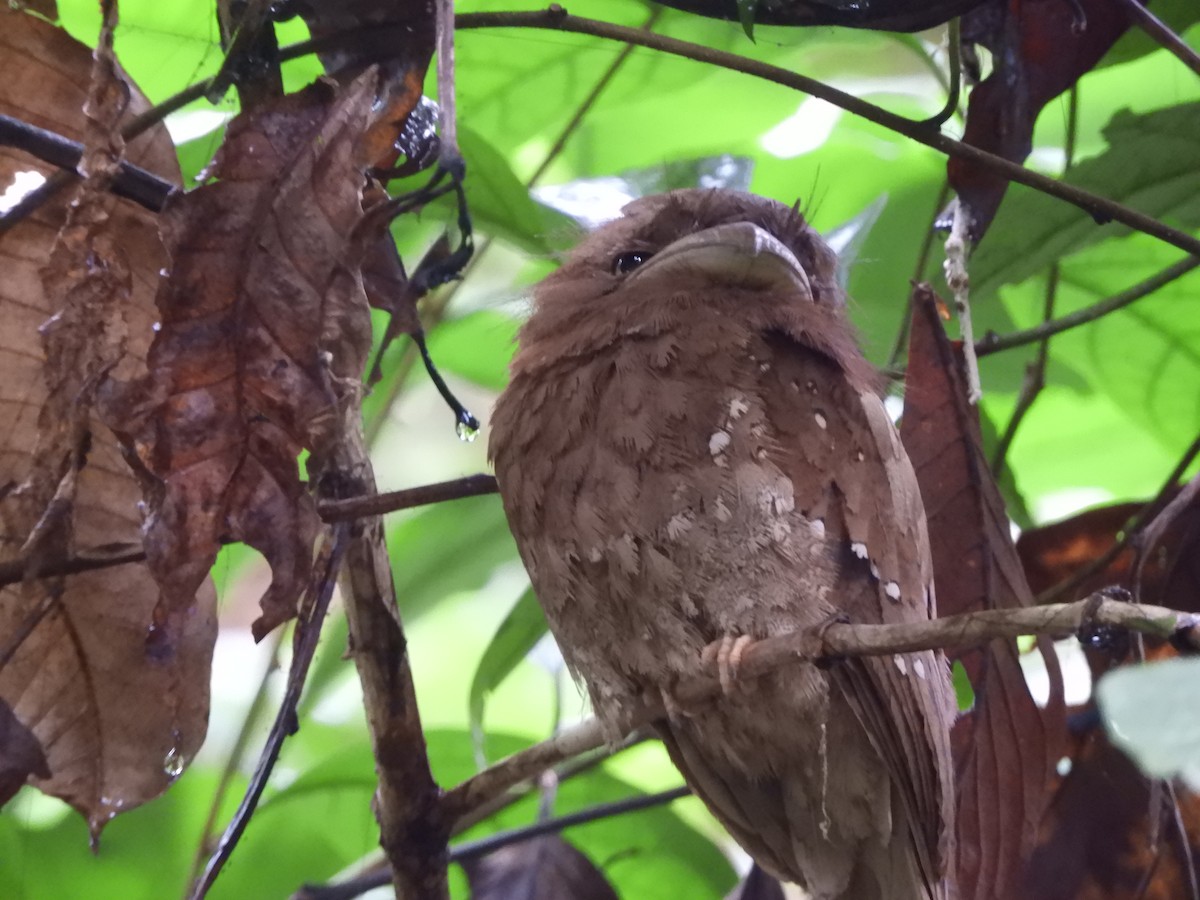 Sri Lanka Frogmouth - ML646104660