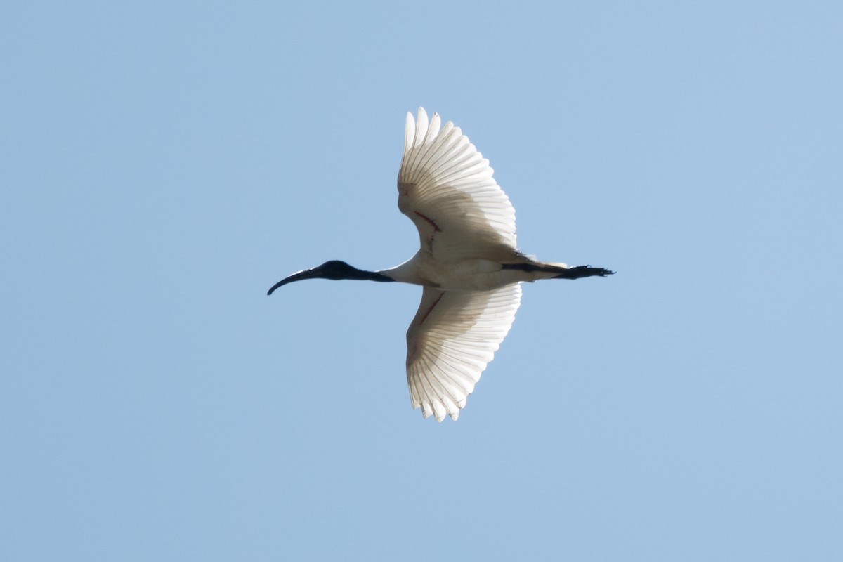 Black-headed Ibis - ML646104661