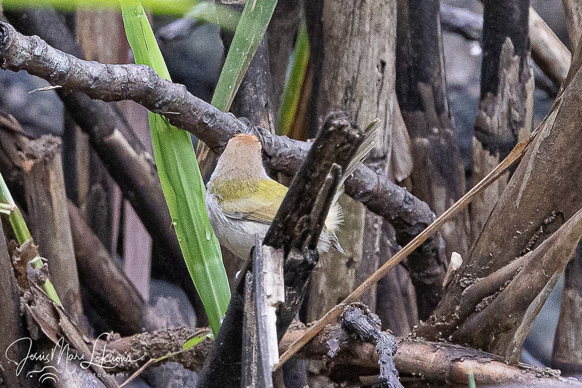 langstjertskredderfugl - ML646104662