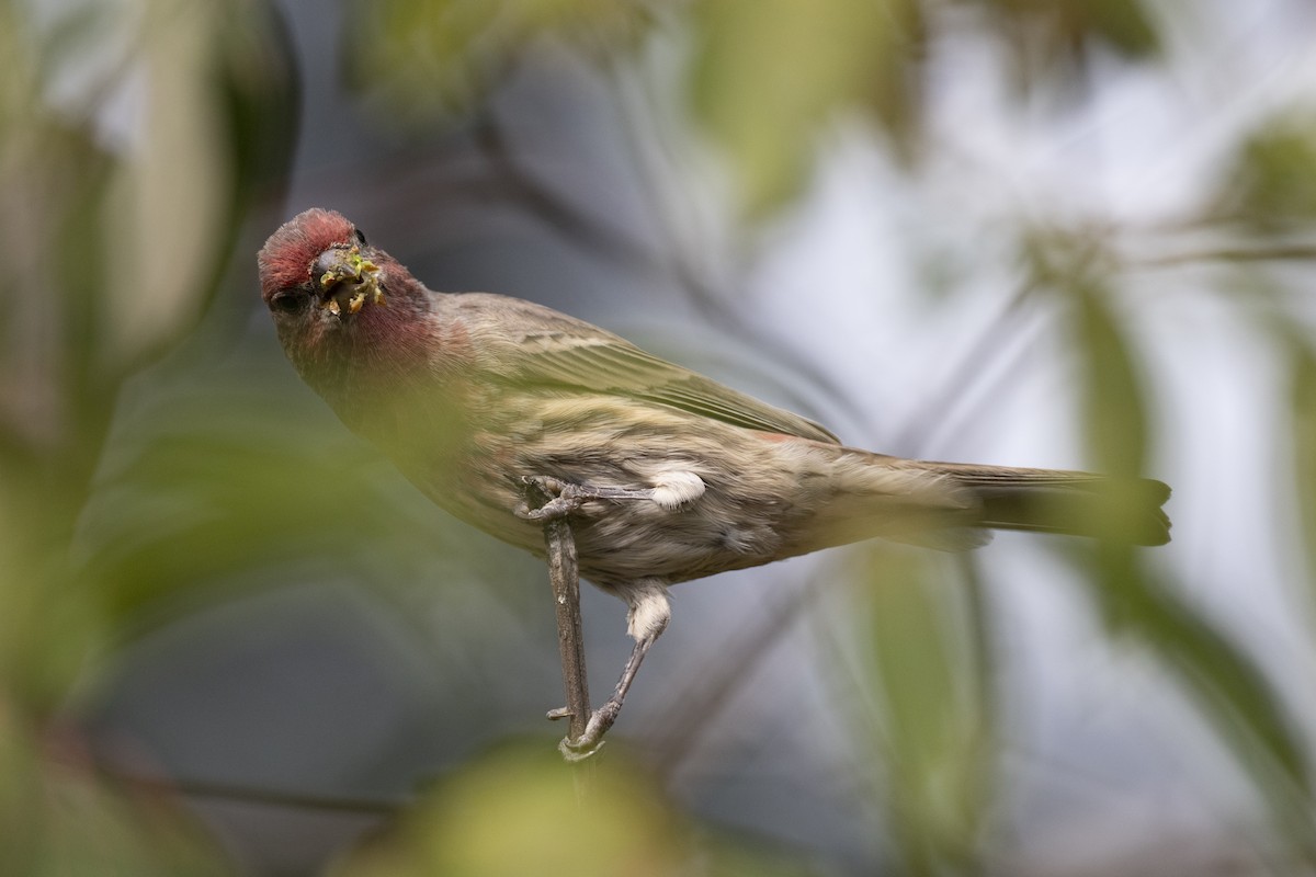 Roselin familier - ML646104663