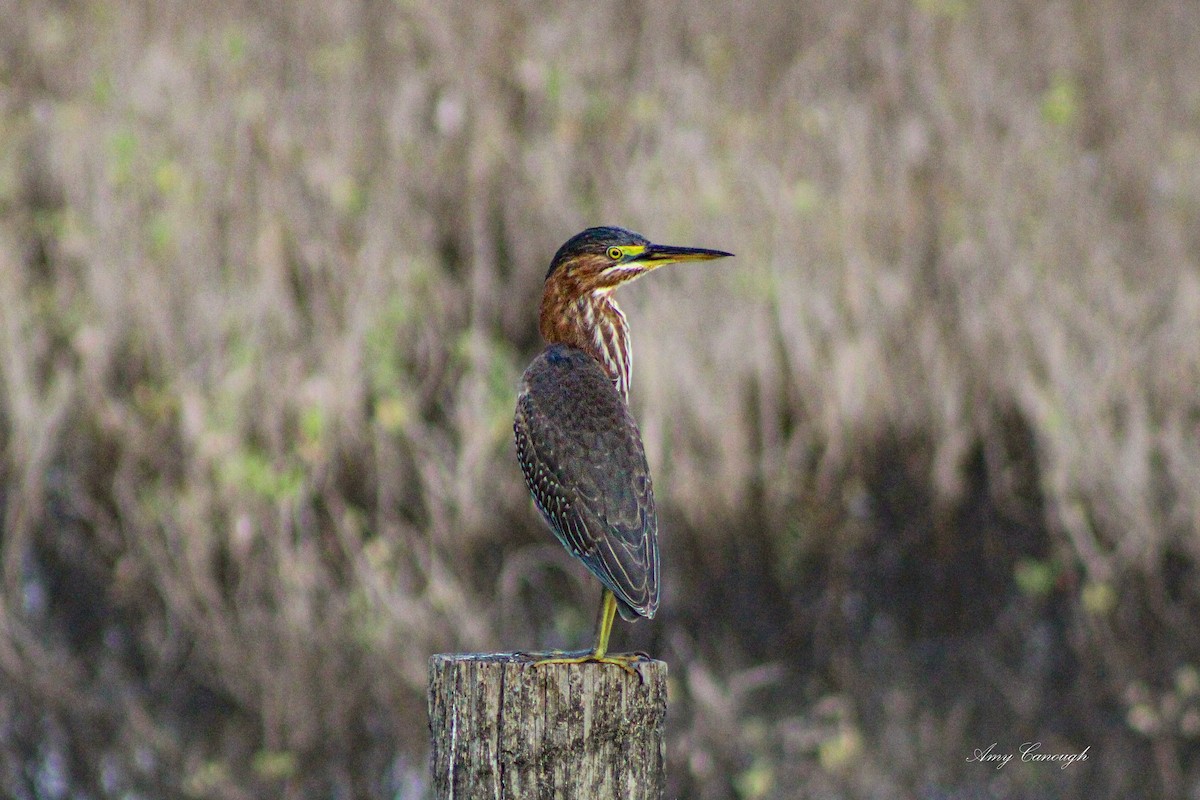 Green Heron - ML646104669