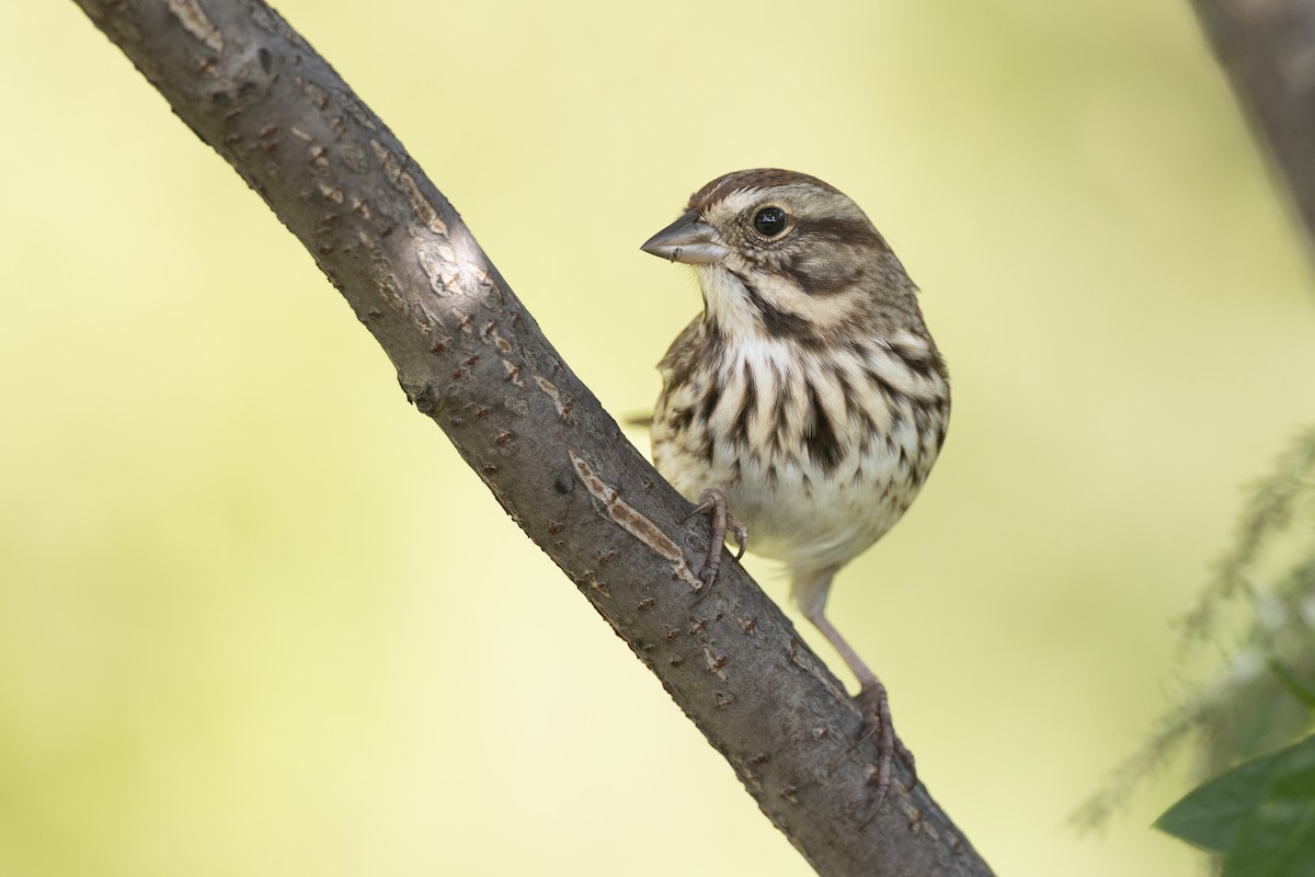 Song Sparrow (melodia/atlantica) - ML646104670