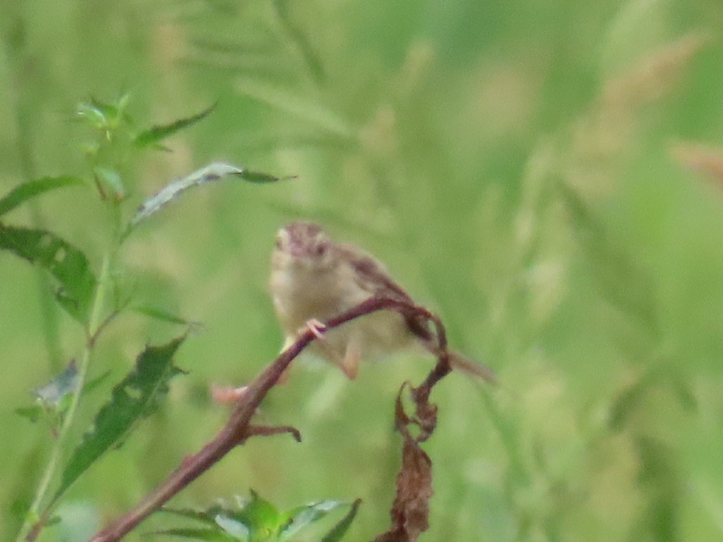 Plain Prinia - ML646104672