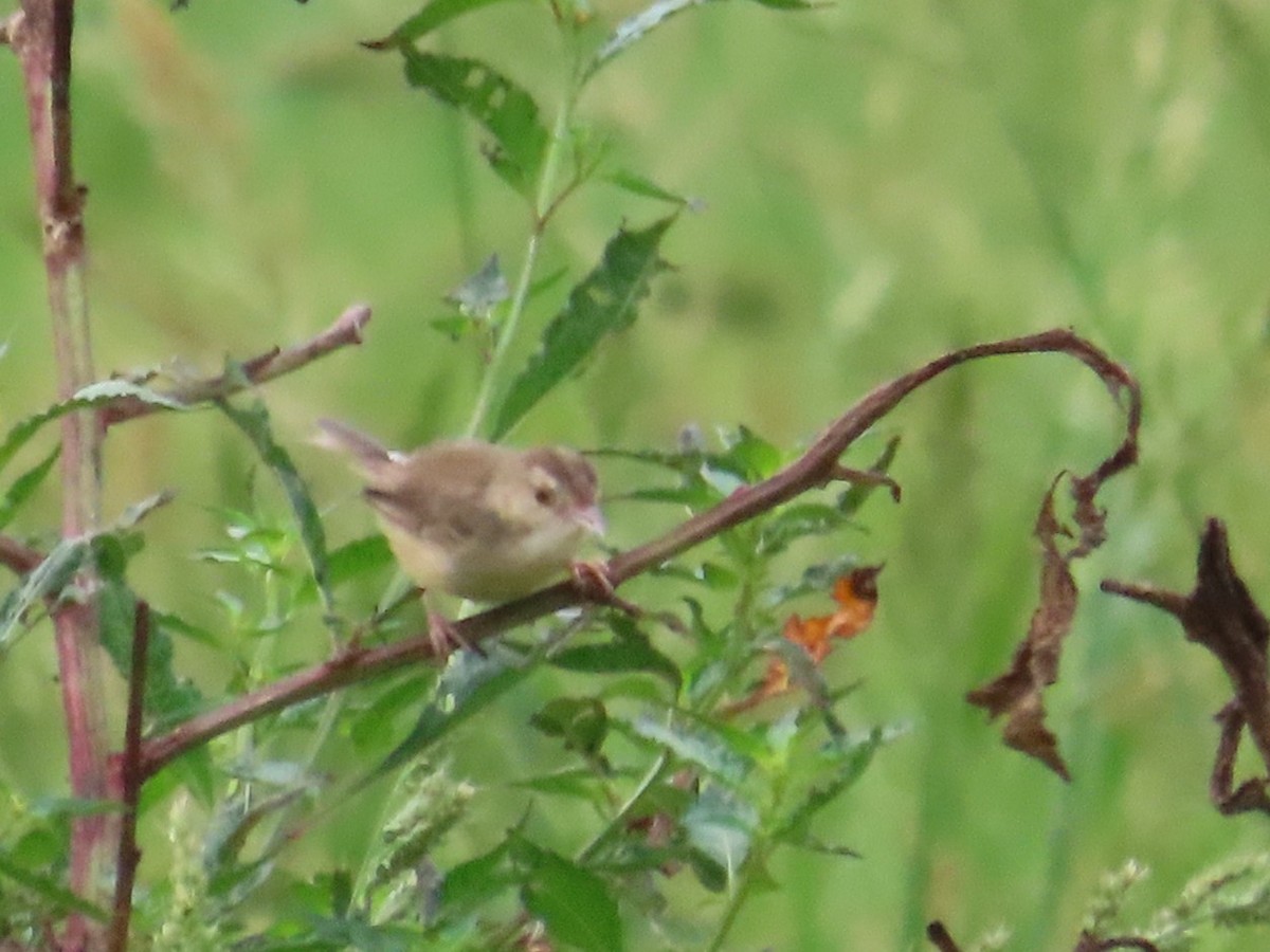 Plain Prinia - ML646104673