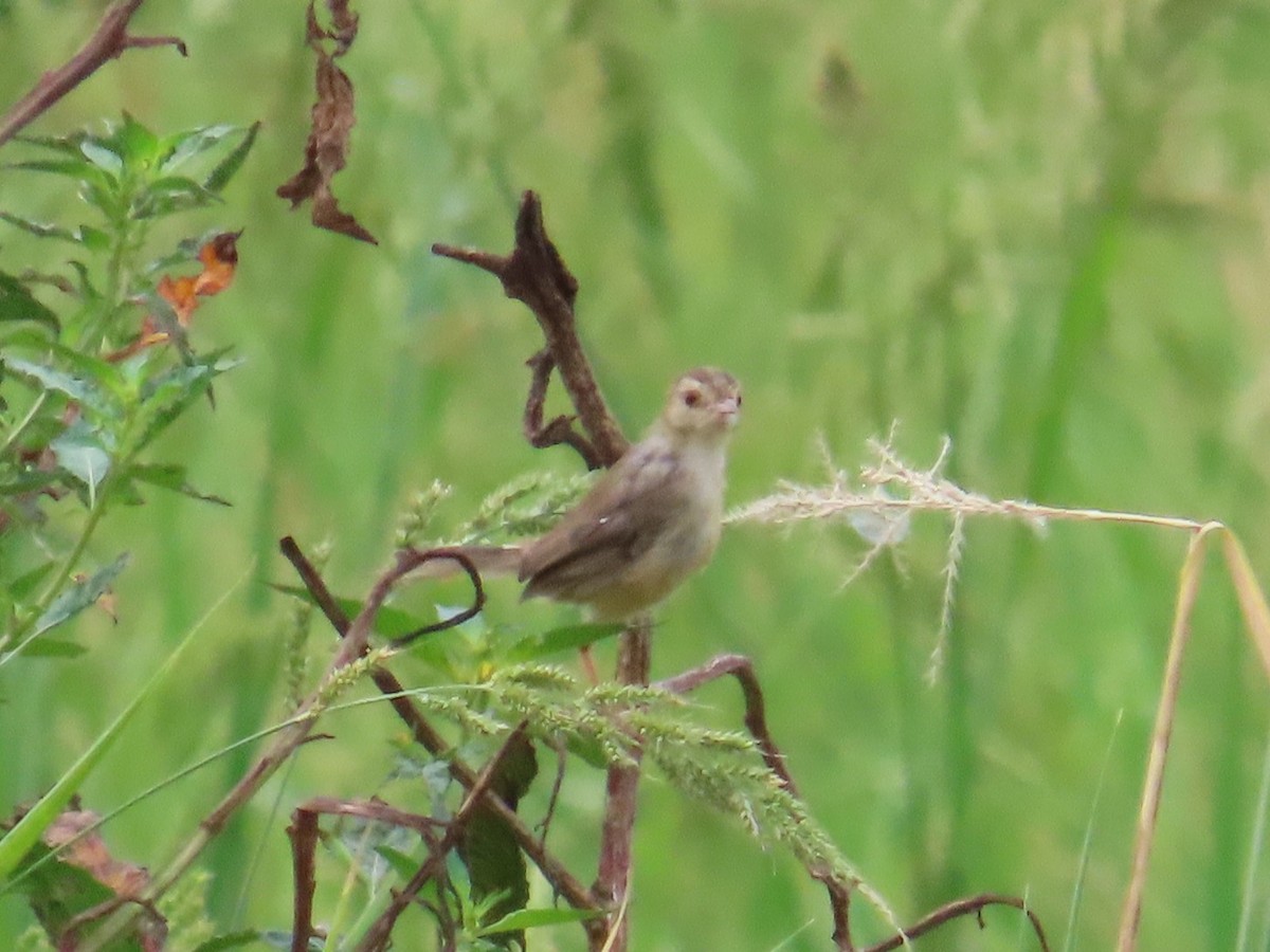 Plain Prinia - ML646104674
