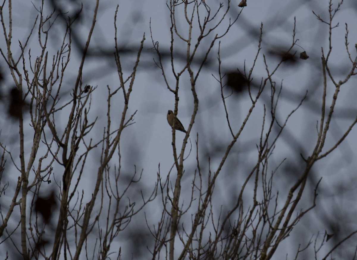Hawfinch - ML646104675