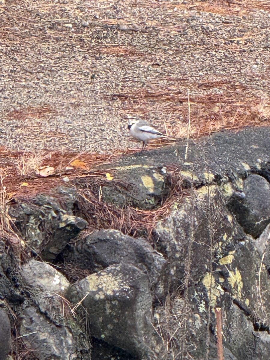 White Wagtail - ML646104676