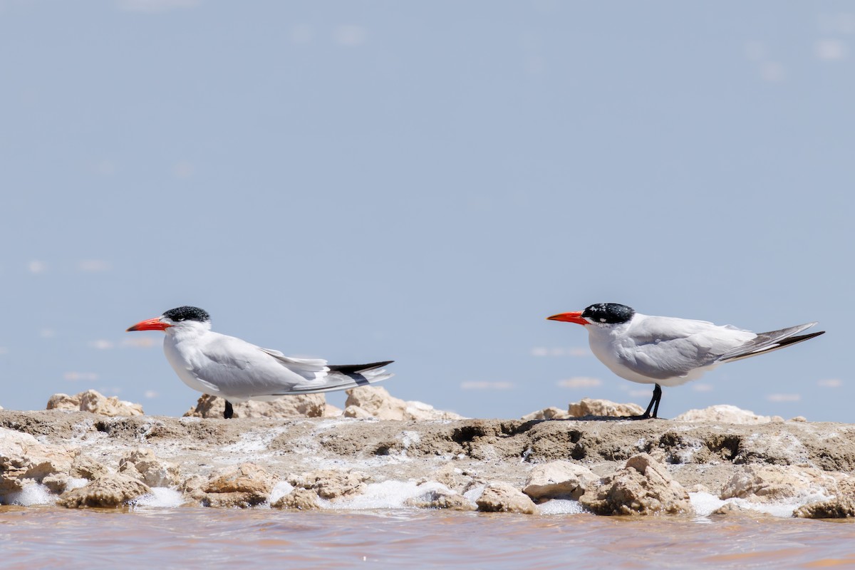 Caspian Tern - ML646104679