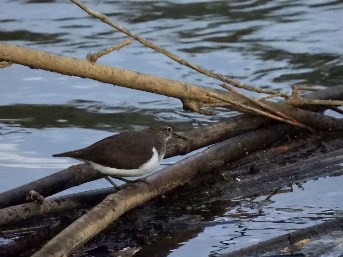 Common Sandpiper - ML646104680