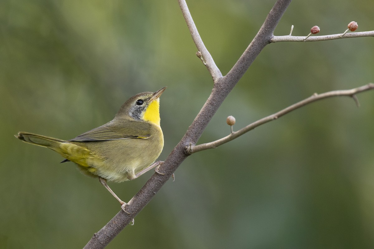 Common Yellowthroat - ML646104681