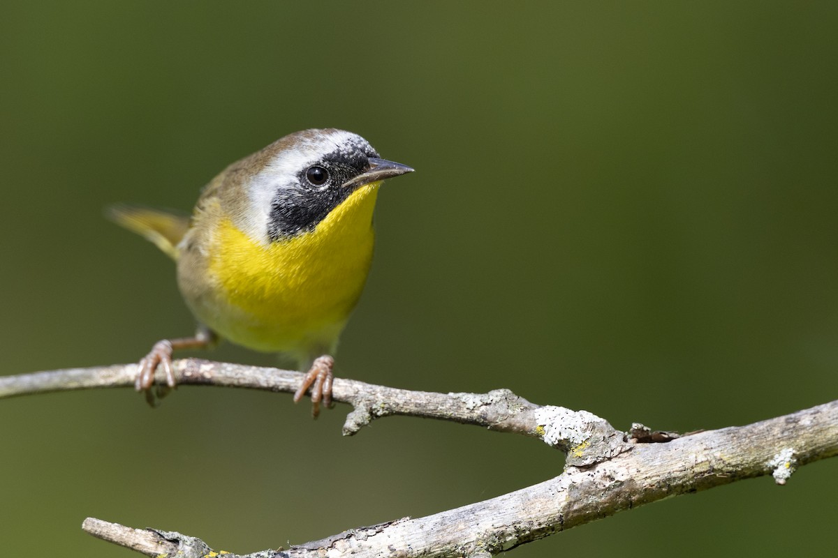 Common Yellowthroat - ML646104682
