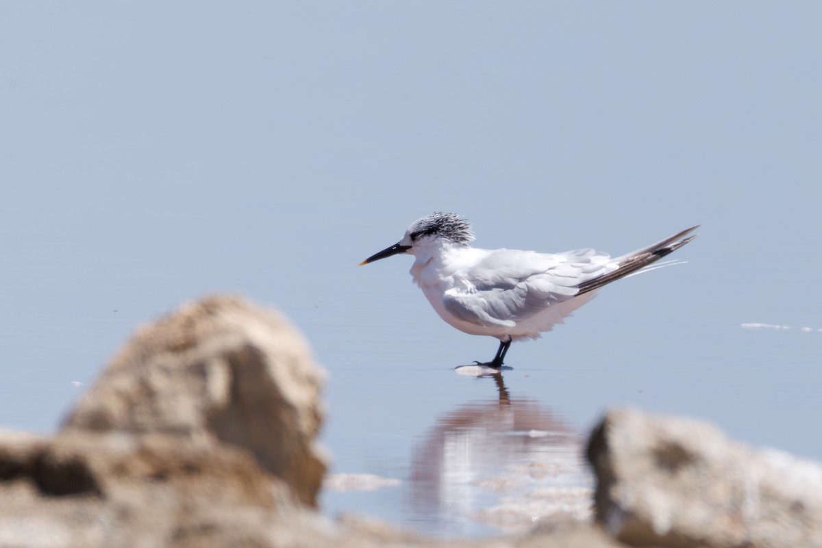 Sandwich Tern - ML646104683