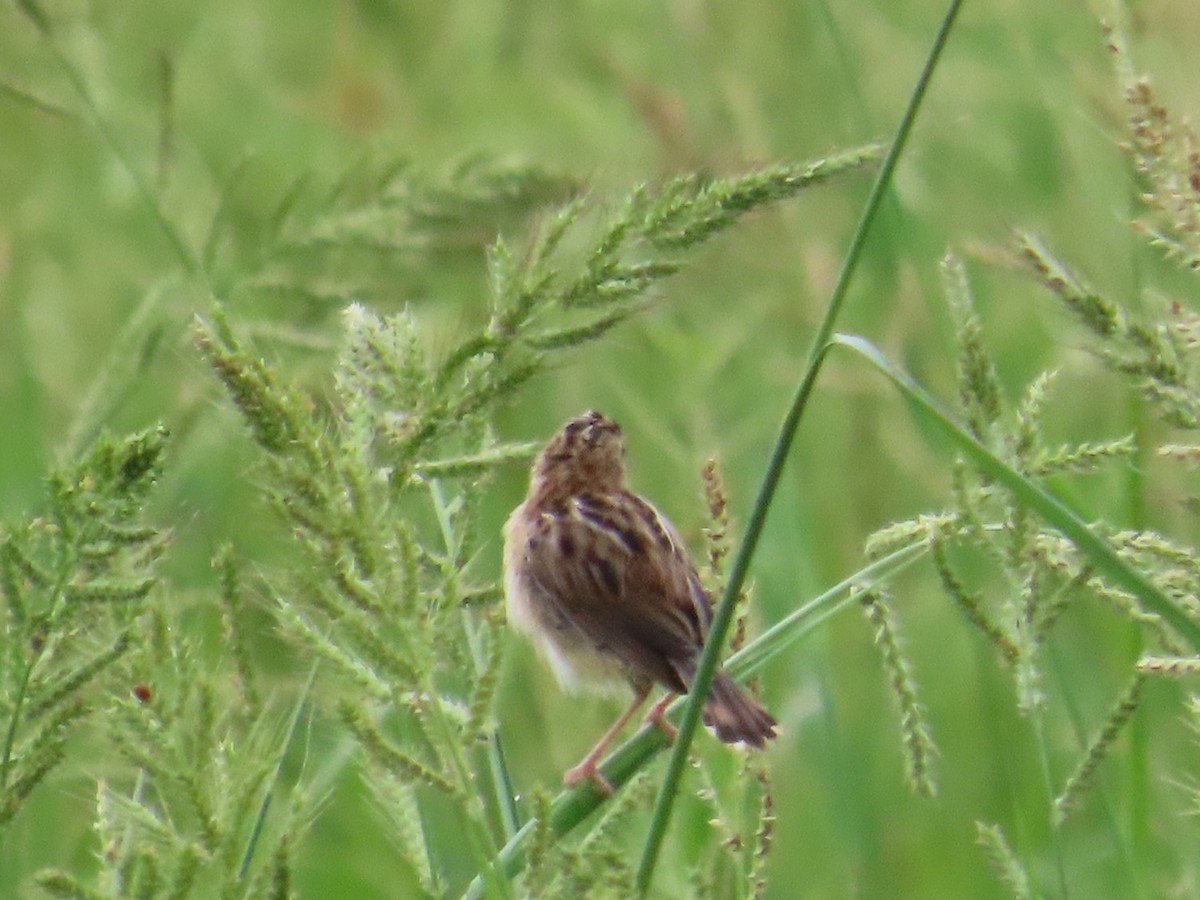 Zitting Cisticola - ML646104684