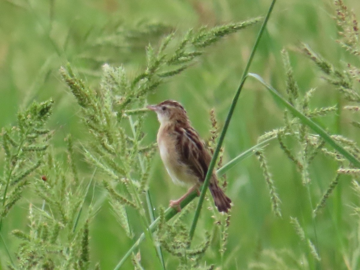Zitting Cisticola - ML646104685