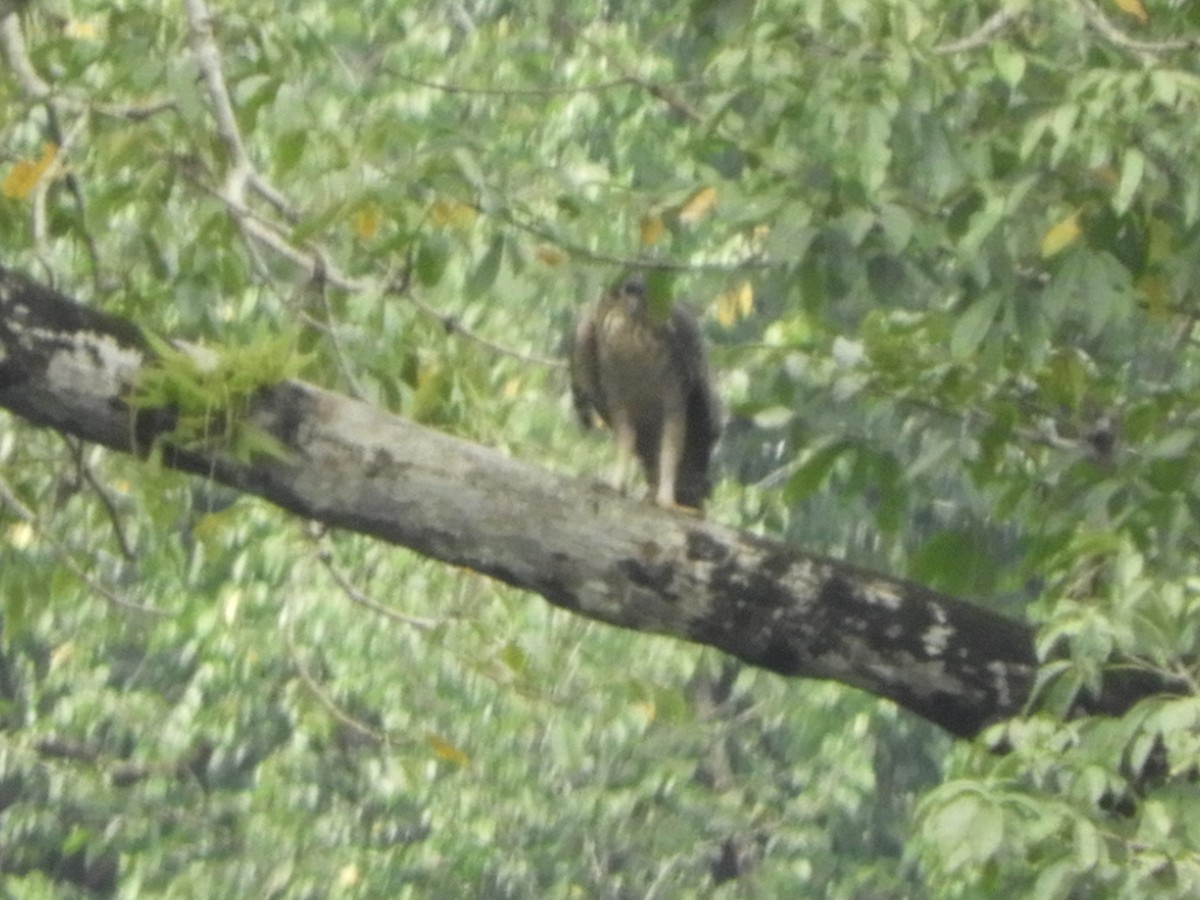 Legge's Hawk-Eagle - ML646104686