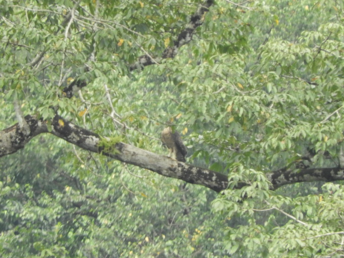 Legge's Hawk-Eagle - ML646104687