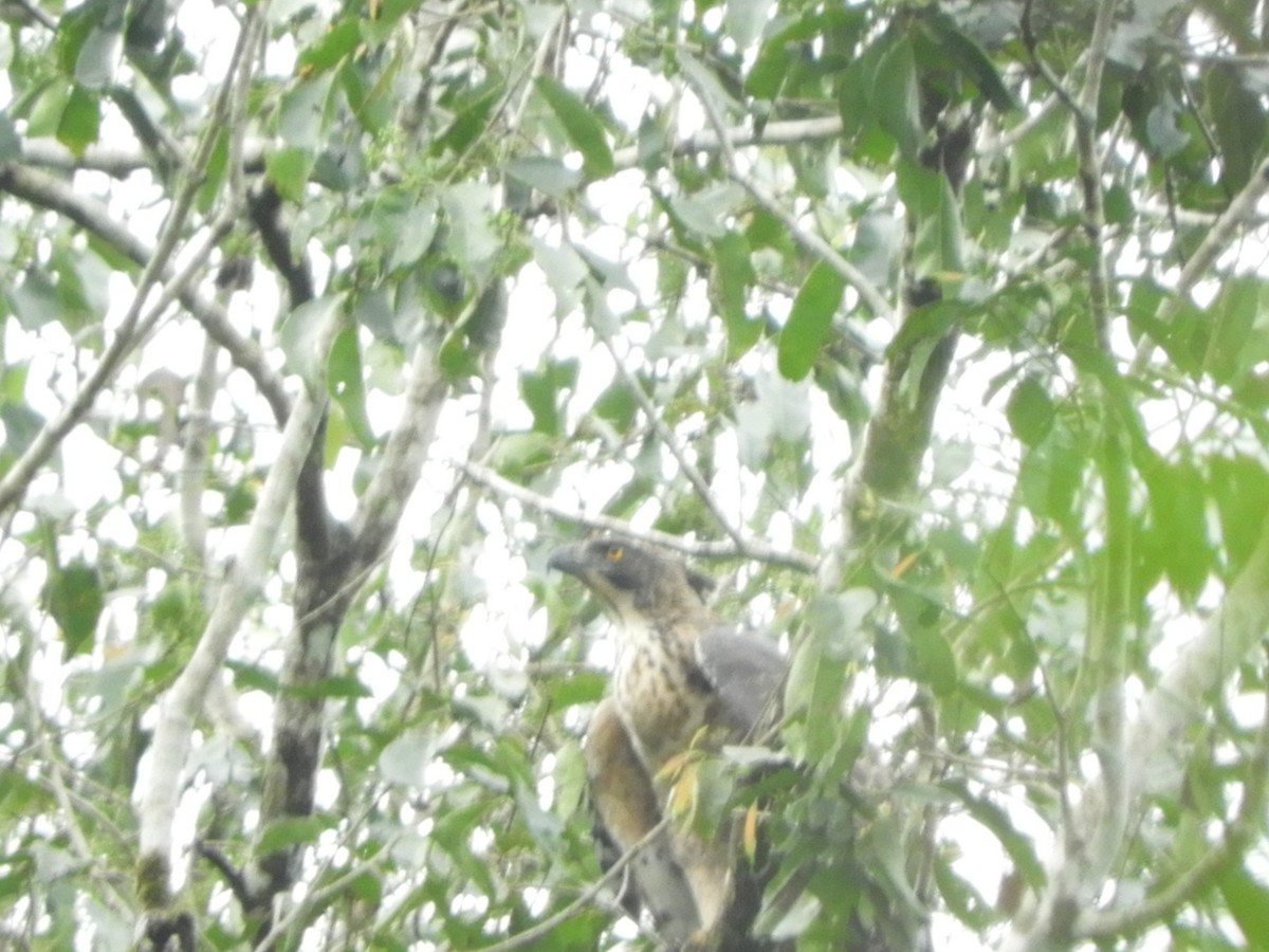 Legge's Hawk-Eagle - ML646104688