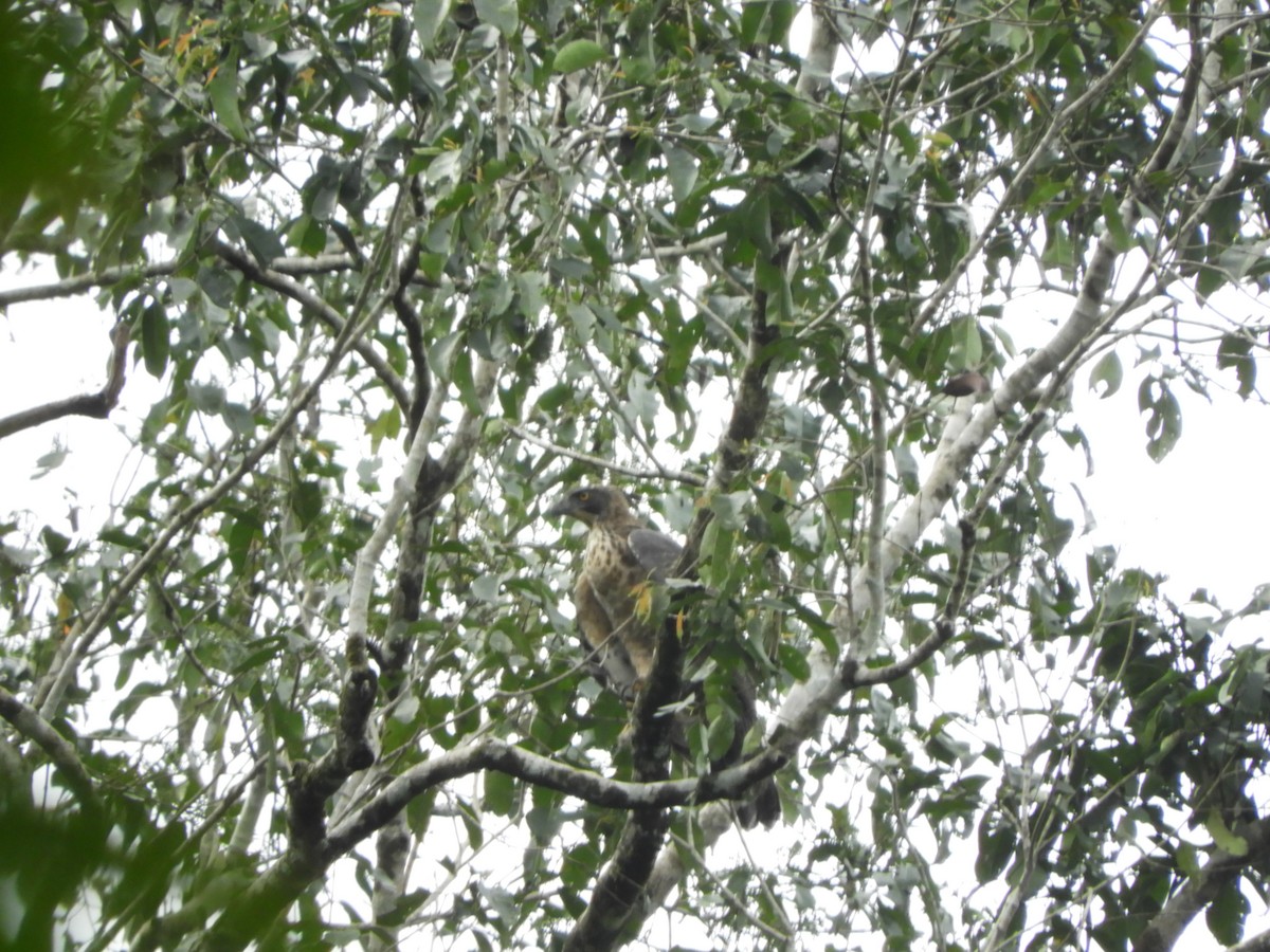 Legge's Hawk-Eagle - ML646104690