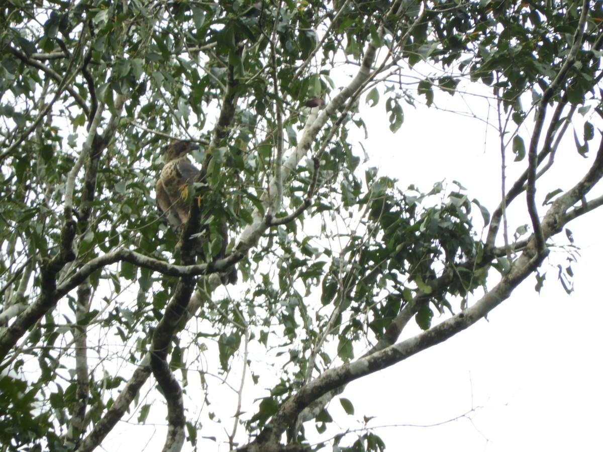 Legge's Hawk-Eagle - ML646104691