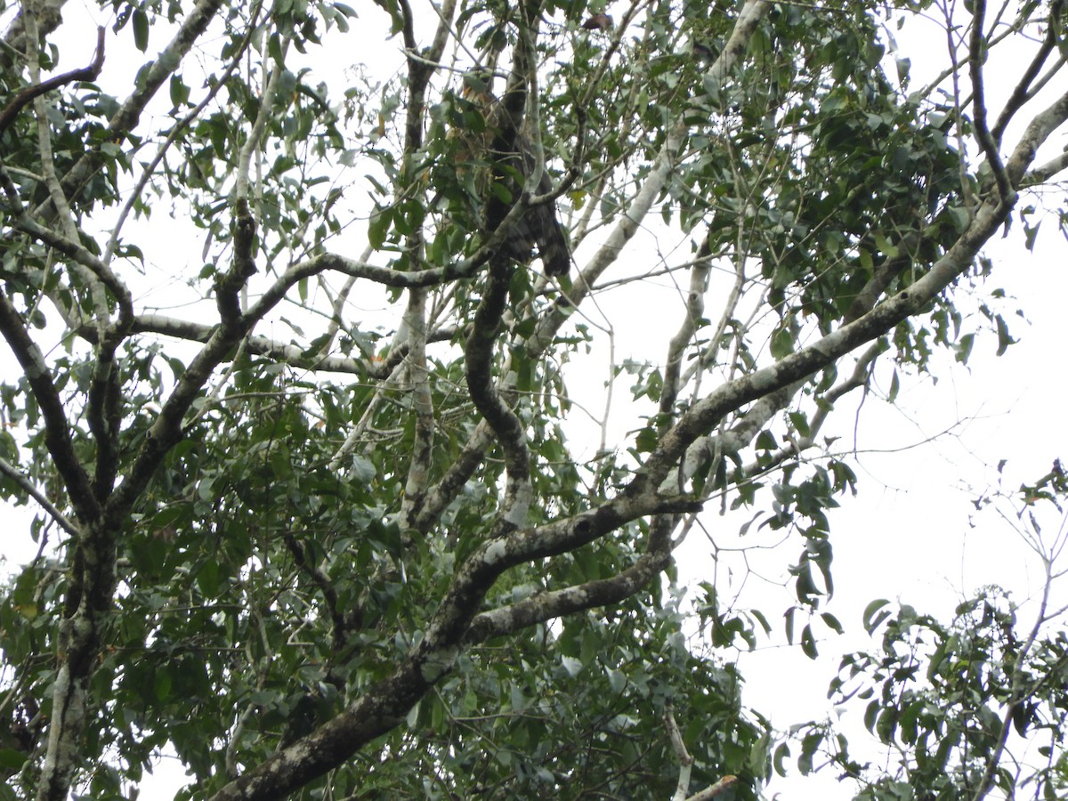 Legge's Hawk-Eagle - ML646104692