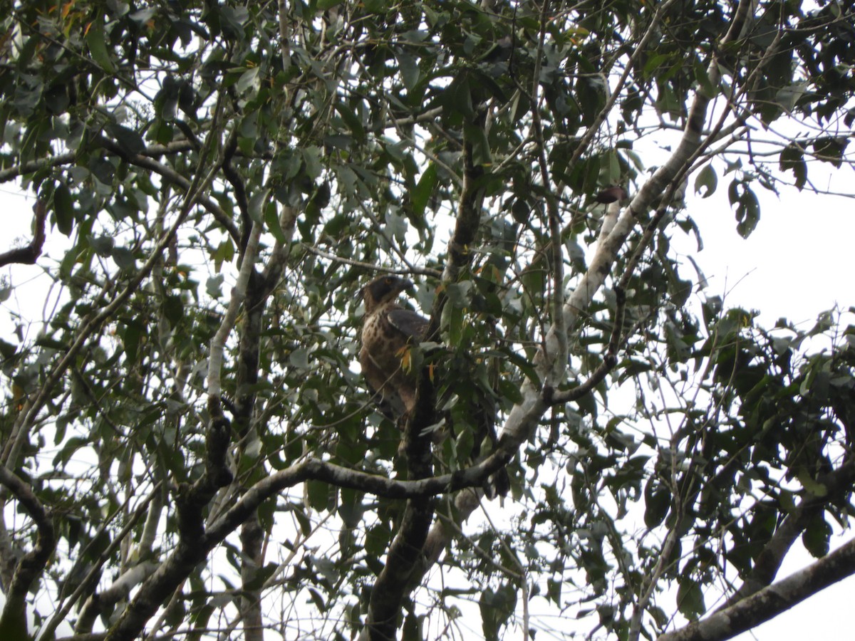 Legge's Hawk-Eagle - ML646104693