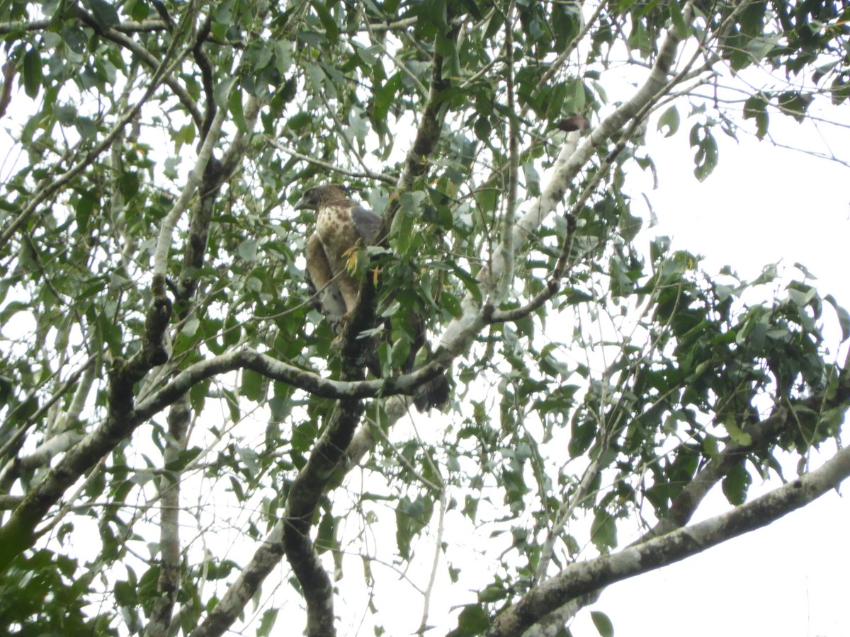 Legge's Hawk-Eagle - ML646104694