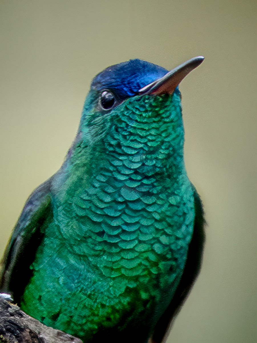 Indigo-capped Hummingbird - ML646104695