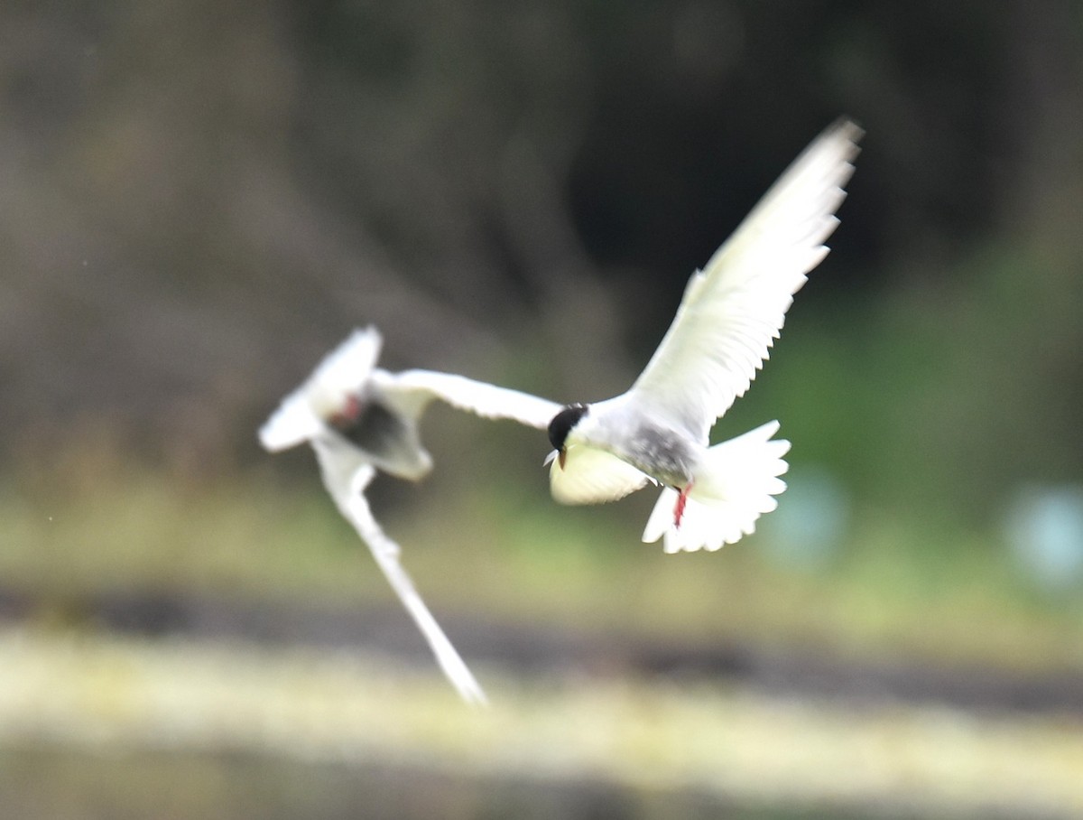 Whiskered Tern - ML646104696