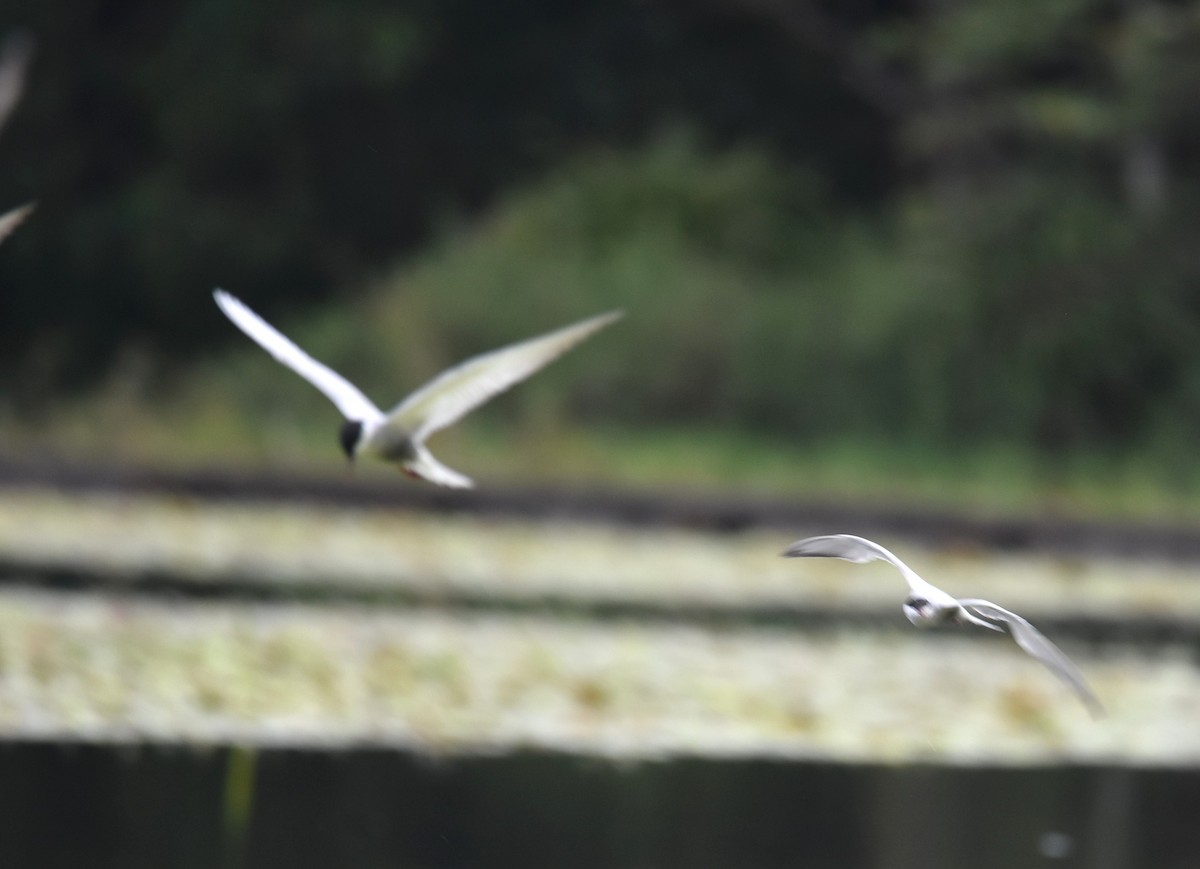 Whiskered Tern - ML646104698
