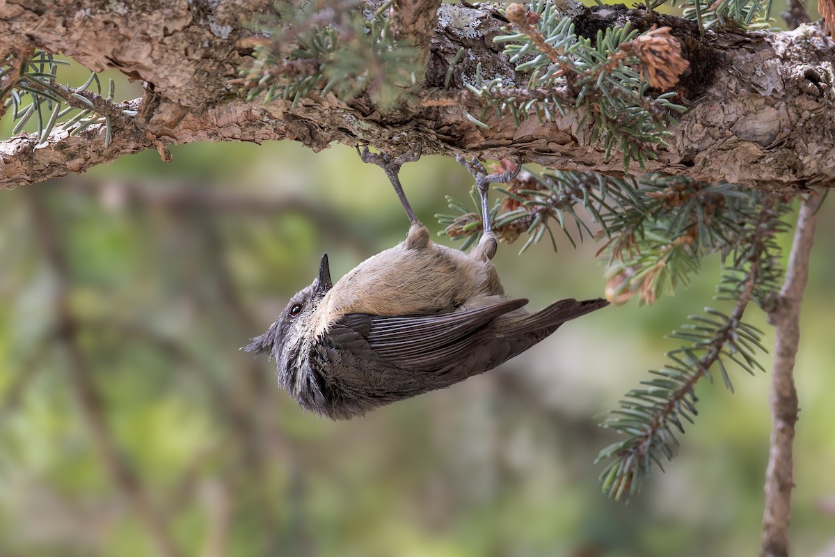 Gray-crested Tit - ML646104699