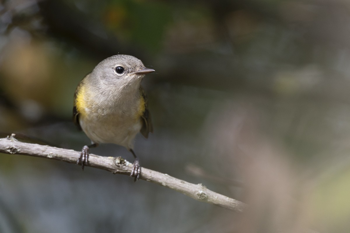 American Redstart - ML646104700