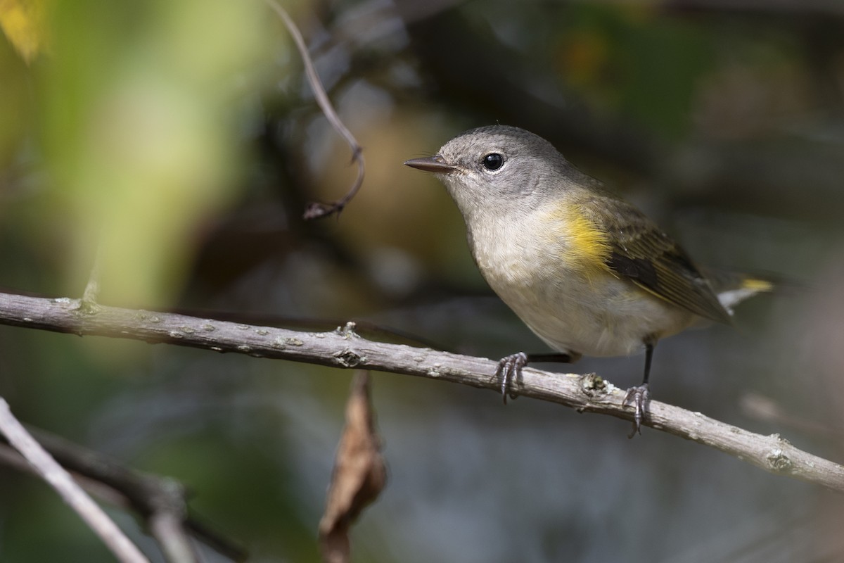 American Redstart - ML646104701
