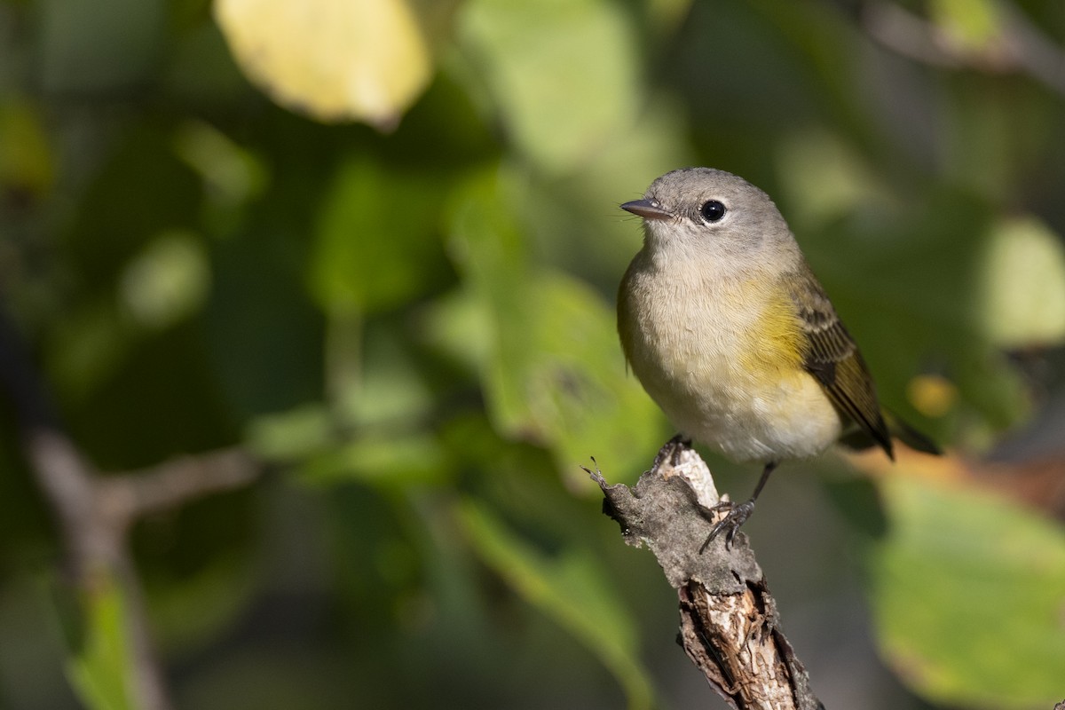 American Redstart - ML646104702