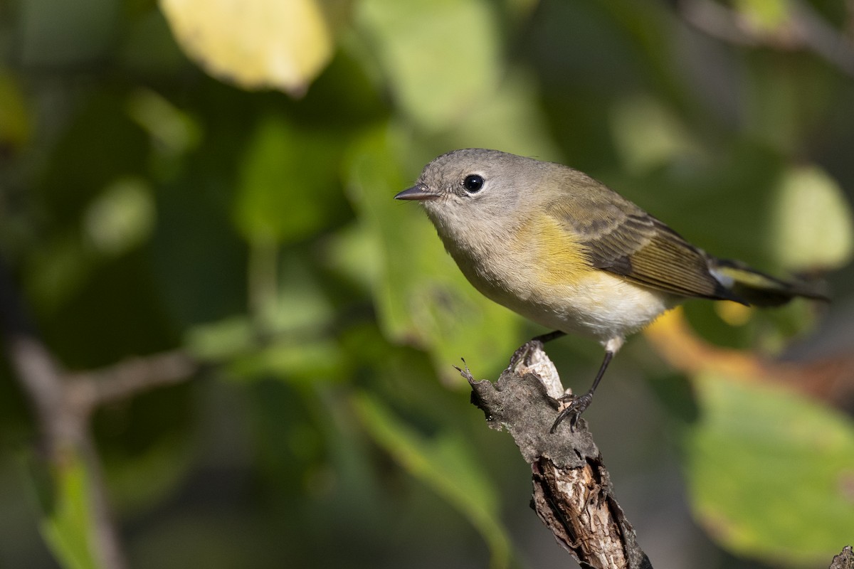 American Redstart - ML646104703