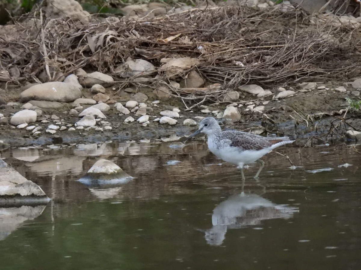 Common Greenshank - ML646104704