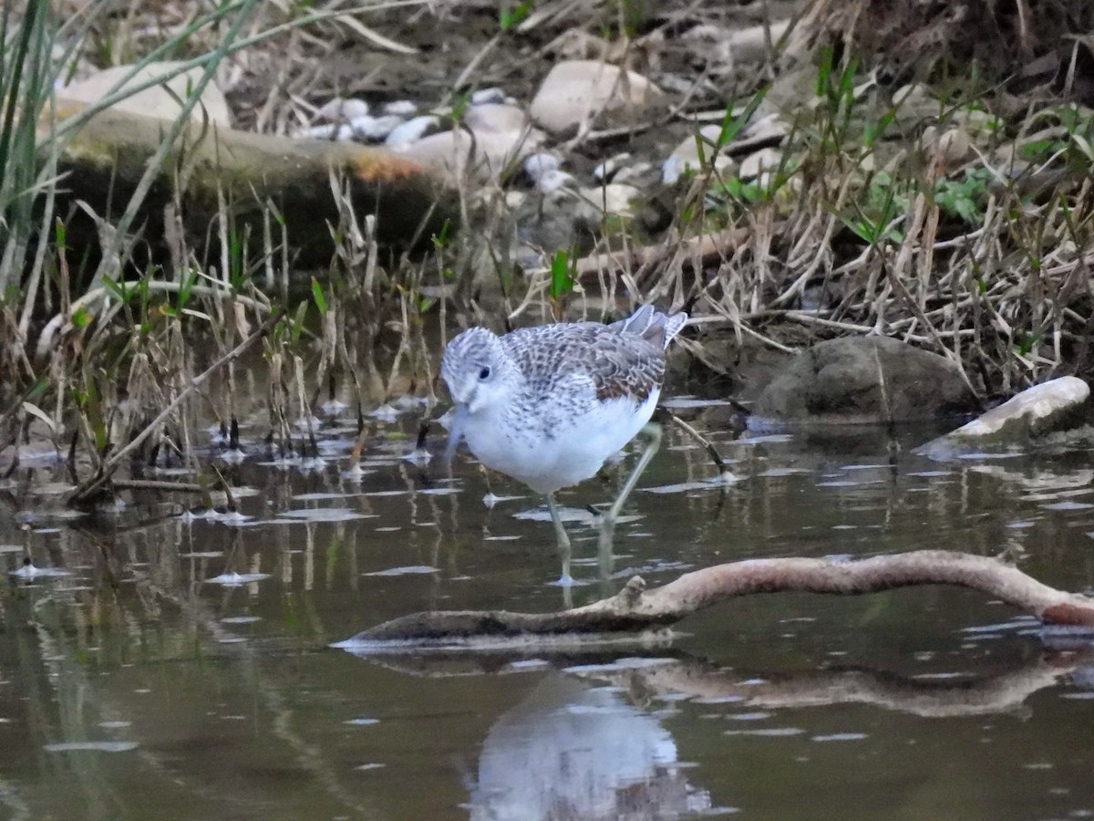 Common Greenshank - ML646104705