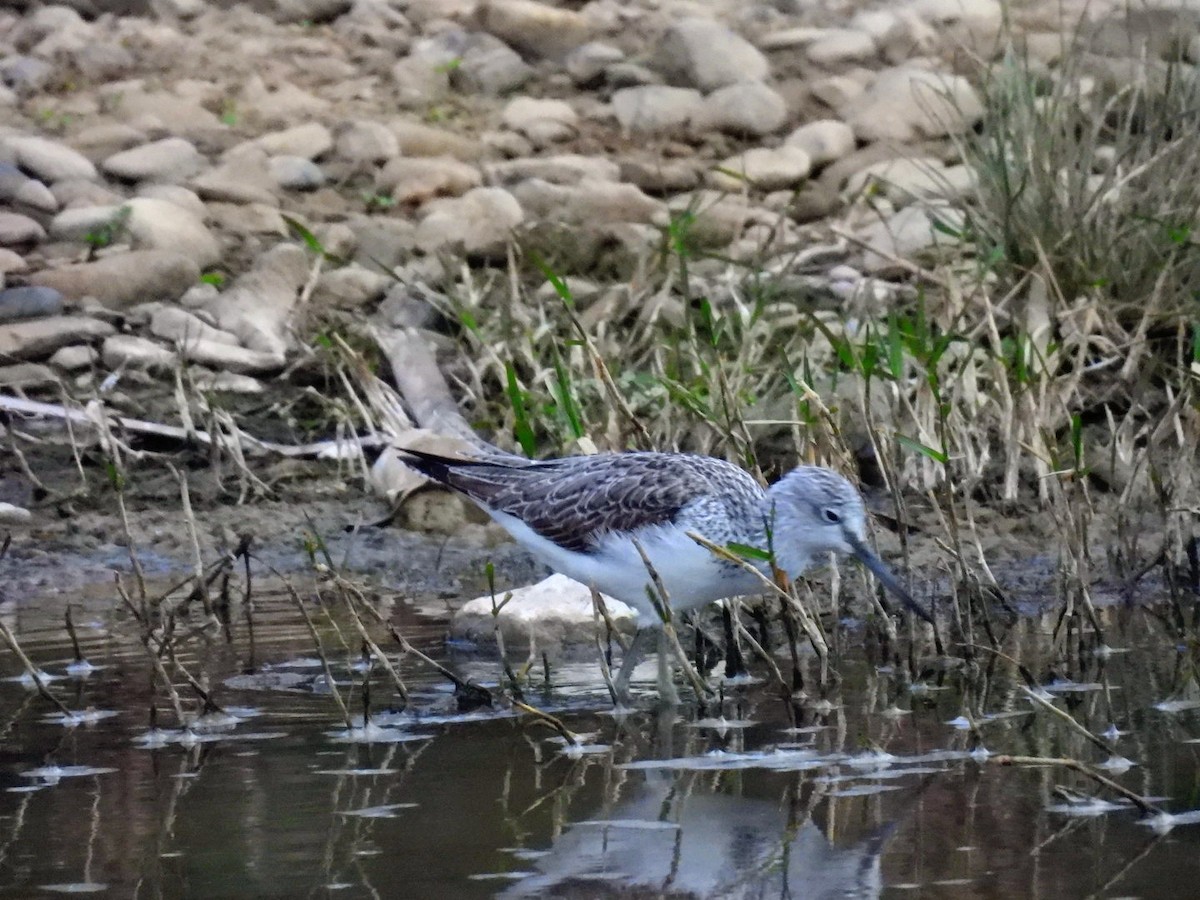 Common Greenshank - ML646104706