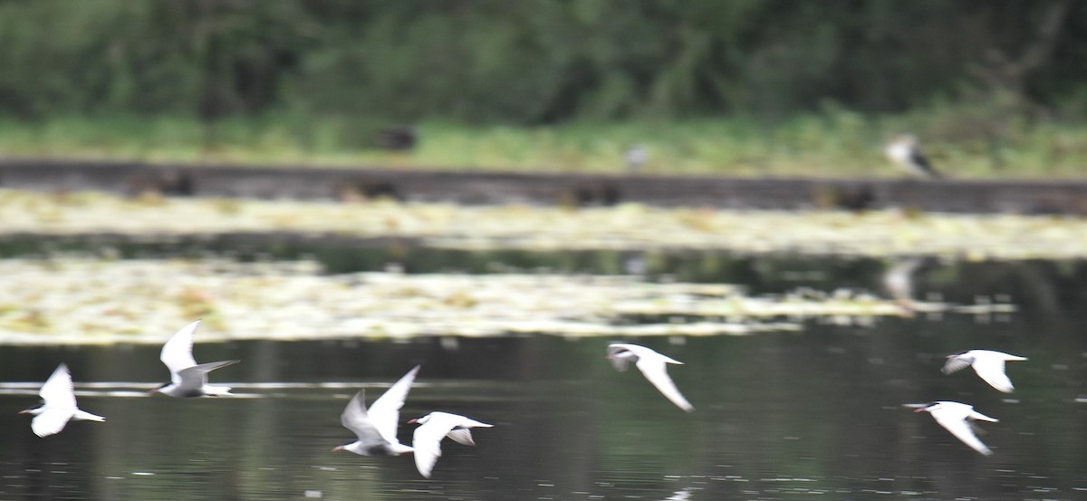 Whiskered Tern - ML646104707