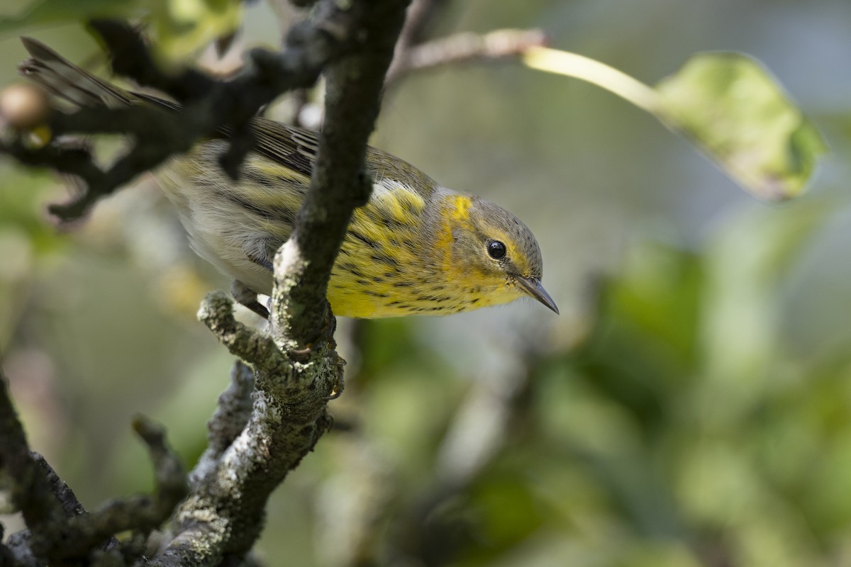 ホオアカアメリカムシクイ - ML646104714