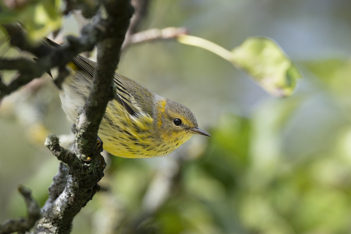 ホオアカアメリカムシクイ - ML646104715