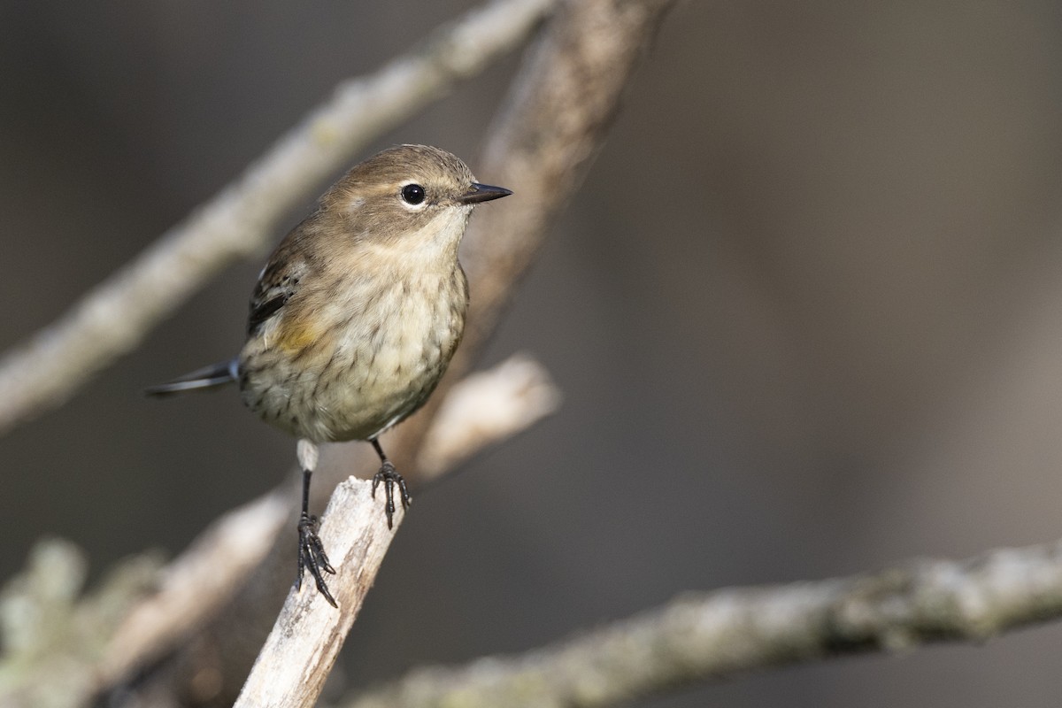 Yellow-rumped Warbler (Myrtle) - ML646104724
